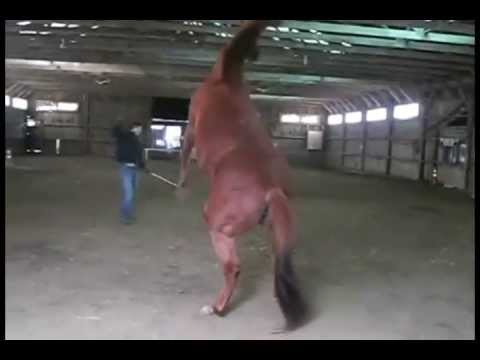 Training a Young Horse: What You Need to Know