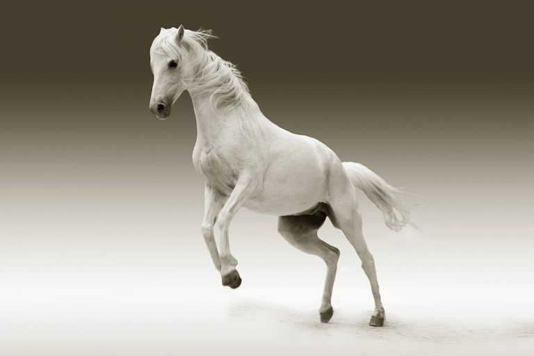 Understanding Equine Colic: Causes, Symptoms, Treatment, and Prevention