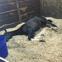 Taking Care of Horse Bedding and Stabling