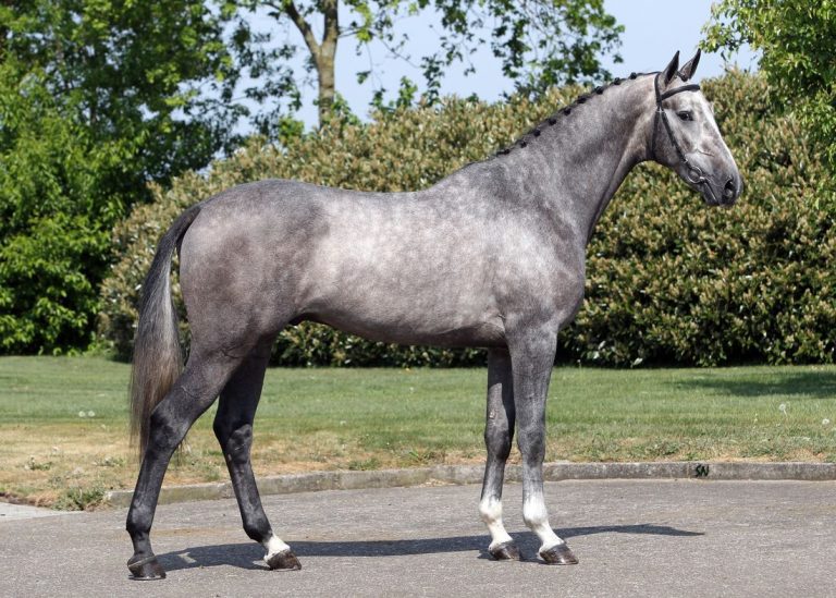 Horse Breeds - Dutch Warmblood