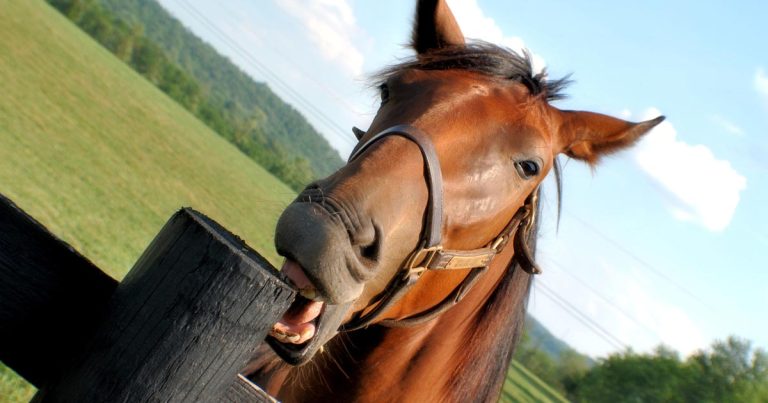 Why Horses Bite