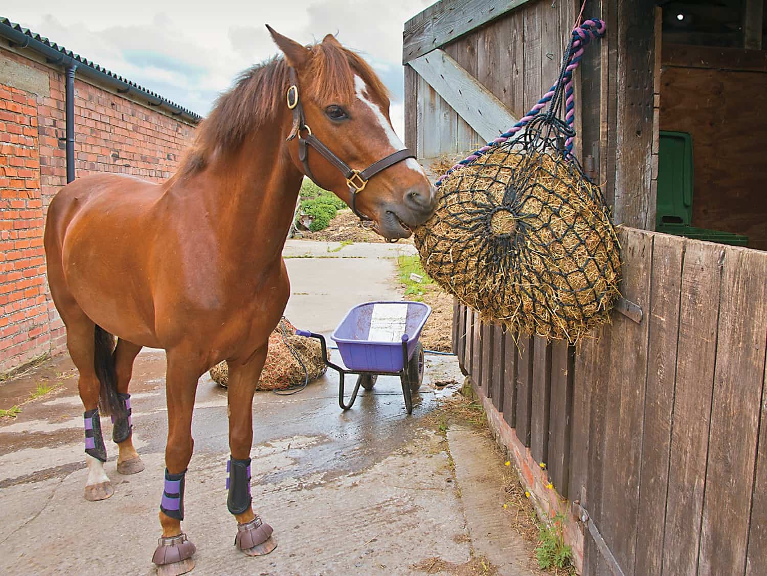 How Much Do Horses Eat?