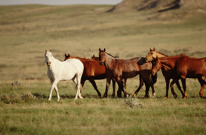 What Horses Are Native to North America?