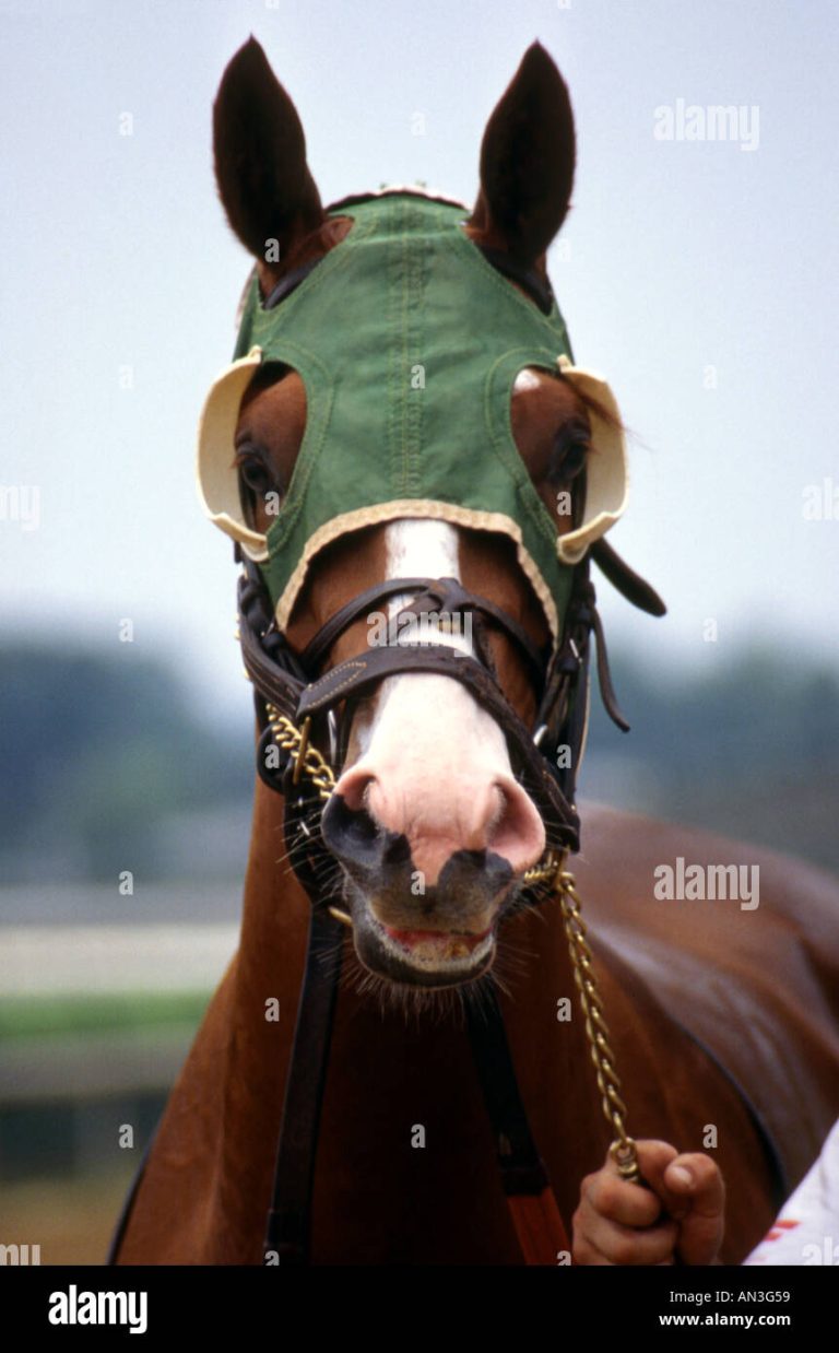 Why Horses Wear Blinders