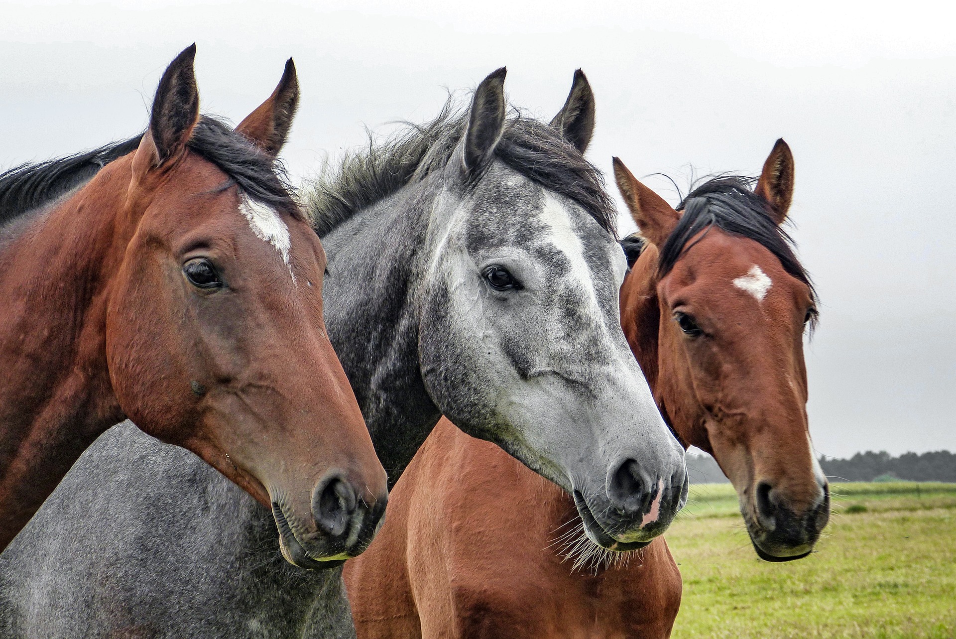 horse facts