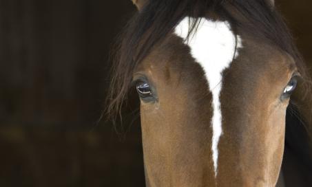 How Long Do Horses Live?