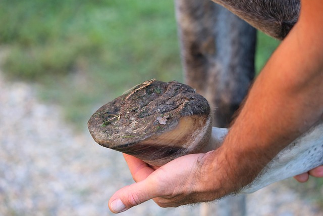 Joint Health Supplement Comparison for Horses