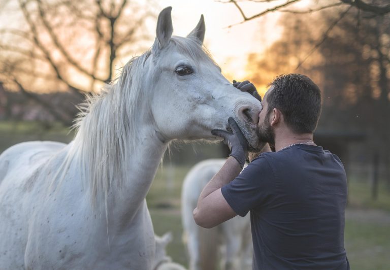 Common Horse Health Problems Every Owner Must Know