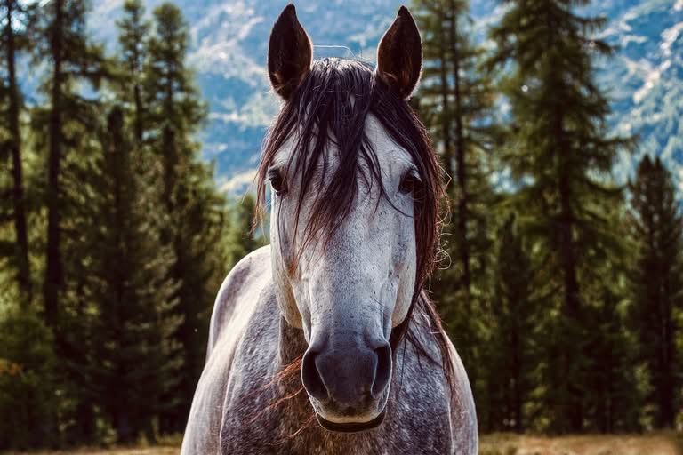 Discover the Most Common Health Problems in Horses and How to Prevent Them