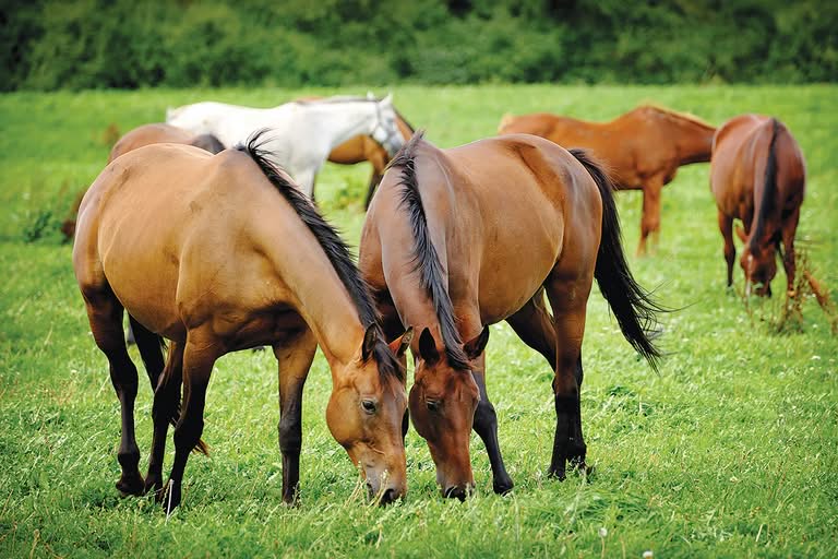 Social Behaviors of Horses: Understanding Herd Dynamics